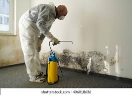 Best Basement Mold Removal  in Kenai, AK